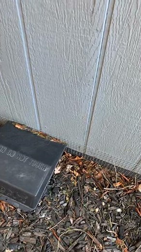 Rodents under my shed