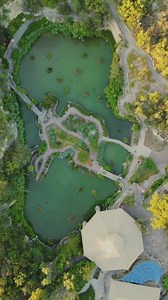 Come with us on a tour of the Japanese Tea Garden! 🌿 Nestled within Brackenridge Park, this peaceful, year-round garden is home to shaded walkways, stone bridges, lush planting, and a stunning 60-foot waterfall. 🌸💧 Seeing it today, it's hard to believe it was once a limestone quarry and cement factory!! 📍 Open daily from 7am to 5pm with free admission, it’s a tranquil escape in the heart of the city. 🎥 Video by @skylinedronetx | Visit San Antonio