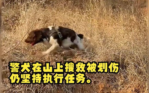 心疼！警犬在山上搜救被划伤，仍坚持执行任务。