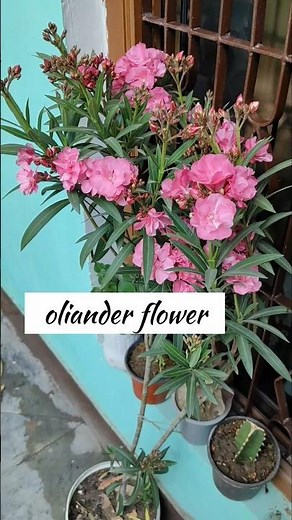 OLEANDER: The ULTIMATE Guide to Stunning Blooms (2026)