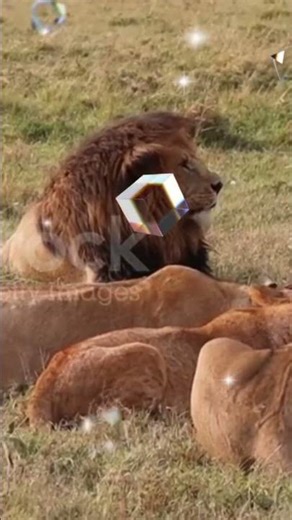 lion five amazing fact #lion #amazing #amazingfacts (amazing fact of lions 😍