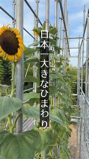 【貝塚市】日本一大きなひまわり #ギネスチャレンジ #貝塚市 #泉州 #ひまわり #夏の思い出 #夏の風景