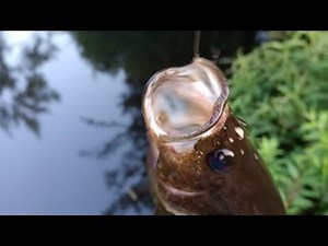 October 16, 2025 Kayaking the lumber River State Park
