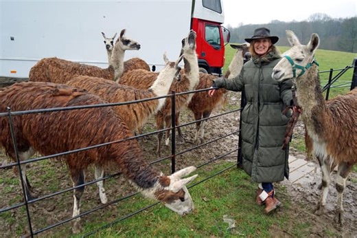 Llama drama! 'Hero' rescue llamas who narrowly escaped death stop offender fleeing from police in Derbyshire