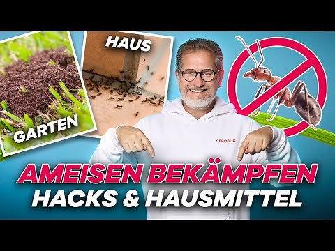 How to get rid of ants in your house and garden! Home remedies and methods explained simply.