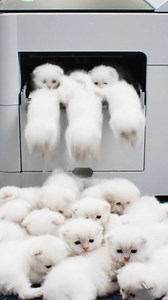 44K views · 1.1K reactions | Ctrl + C, Ctrl + V Marshmallows ☁️ #cat #kitten #kittens #funny #printing #fblifestyle | NoMulify | Facebook
