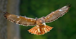 Hawk vs Vulture: What are the Differences?