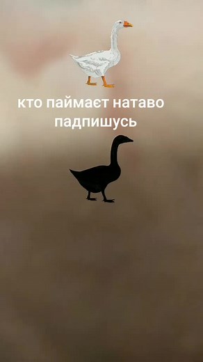 Funny Geese Animation: A White and Black Goose Journey