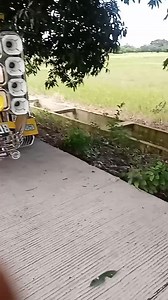 1.4K views · 90 reactions | BUMBLE BEE | Edgardo Hernandez | Facebook