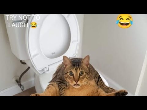 UNSTOPPABLE LAUGHTER 😂 Funniest Cats You’ll Ever See