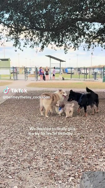 Bentley says thank you all for the sweet birthday love everyone has given him 🥹🫶🏽 #cockapoo #dogpark #dogbirthday #spoileddog #dogmemories