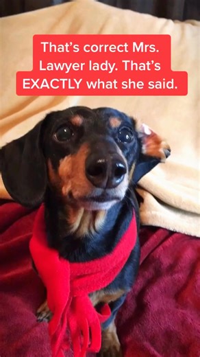 That moment when your pup nails the "lawyer" look! 🐾📚 #LegalPaw I couldn't resist captioning this adorable pup! | Charlies Dachshund