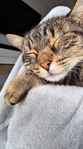 Happy Misti Furrsday 🩷💓💤💓🩷 #cat #reels #feelgood #asmr #viral | Misti Koh