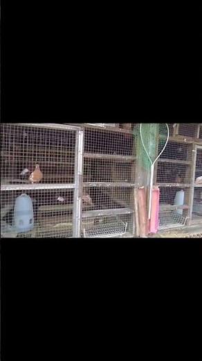 Sooooo Many Pigeons 🕊 - Nelson Loft