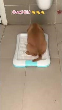 Training puppy to pee or potty on dog toilet and now is work.