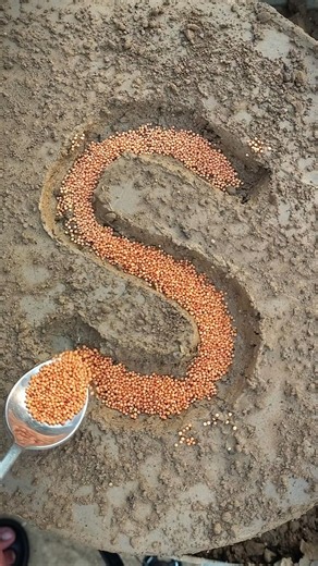 S Letter Growing with Mustard Seeds and Green Leaves #alphabet