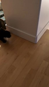 Puppy was so excited for her first Christmas with the kiddos! #gatsby #cockalier #merrychristmas #puppy | Scott D Henry