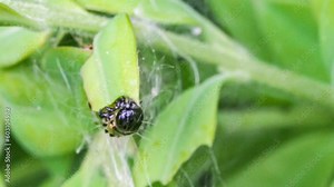 Makroaufnahme einer Raupe des Buchsbaumzünslers (Cydalima perspectalis) beim Fressen von Buchsbaumblättern (Buxus sempervirens)