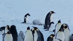 Snow Chick - A Penguin's Tale | movie | 2015 | Official Trailer