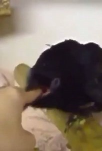 172K views · 3.2K reactions | Birb Memes on Reels | Facebook