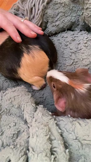 Piggy FART! #guineapiggyfans #guineapiggy #guineapig #guineapigs #fyp #guineapigsoftiktok #guineapigvideos #guineapiglove #guineapigfun #guinealove