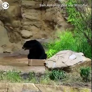 WATER BREAK: A spectacled bear at the San Antonio Zoo beat the heat by taking a dip in his water bowl. | CBS News