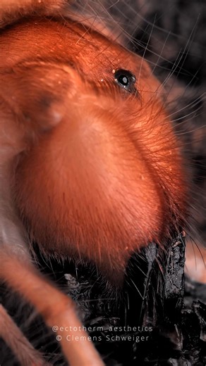 Dinorhax rostrumpsittaci Adult female Vietnamese Solifugae | Clemens Schweiger