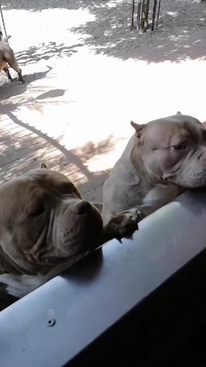 28K views · 1K reactions | Chilling #americanbully #bigdogs #pocket #abkc #kennel #extreme #love Gavrilescu Big Dogs Romania | Gavrilescu Big Dogs Romania | Facebook
