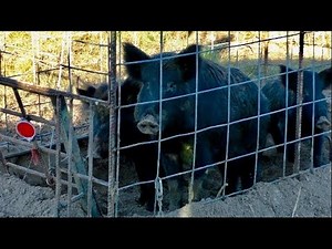Dispatching 3 Hogs in 1 Trap