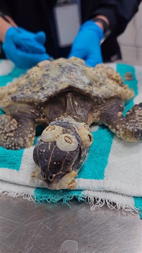 The National Aquarium Abu Dhabi - Al Qana on Instagram: "He arrived covered in barnacles — skinny, exhausted, and in need of urgent help. After a full barnacle removal, he’s already feeling lighter and on the road to recovery. 💙 If you ever see a turtle in trouble, please contact us anytime. Your call can save a life. Come visit us at The National Aquarium to meet our rescued sea turtles as they recover before being released back into the ocean. 🌊 #wildliferescue #TheNationalAquarium #marineco