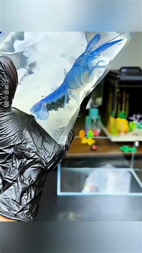 La storia dell'aragosta blu e delle sue uova