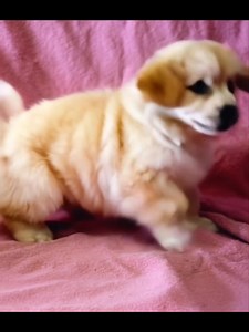 1.1K views · 15 reactions | Maltese x Pomeranian | Puppy Pad | Facebook