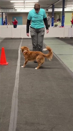 Duration Before the Reward- Flow and Transitions with Ginny