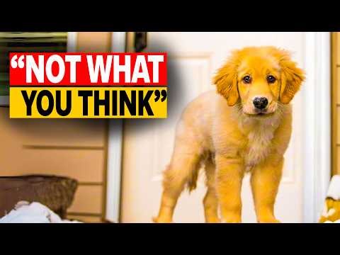 Do Dogs Really Miss Us When We're Gone