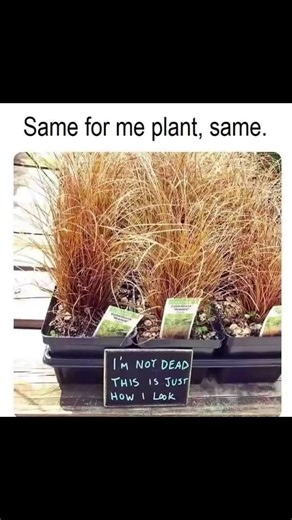 Short Bus❌71 (@short.bus0)’s videos with Dr. Greenthumb - Cypress Hill