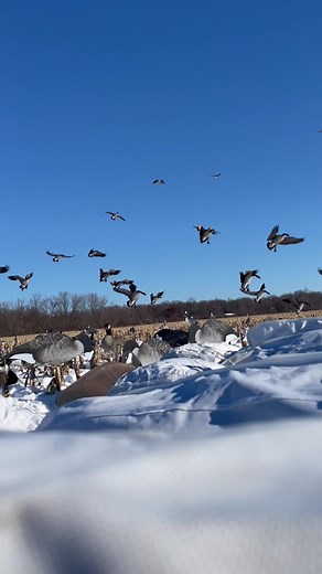 Geese Flying Over a Snowy Field