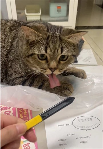 Cats' Reactions to Unpleasant Sounds