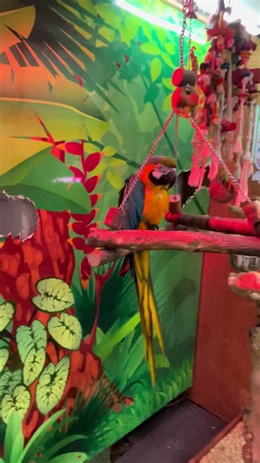 Talking Macaw Parrot 😊