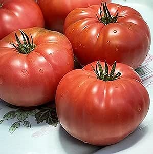 CHUXAY GARDEN Italian Tree Tomato Seed 15 Seeds Big Tomato Vine Juicy Sweet Unique Flavor Fruit Gardening Low-Maintenance