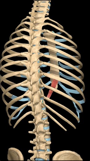 Subcostal Muscle: Forced Expiration Movement | 3D View
