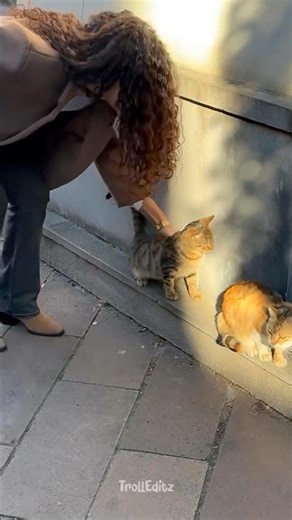 Cats & Humans Bond EP29♥️#cat #viral #pets #funny