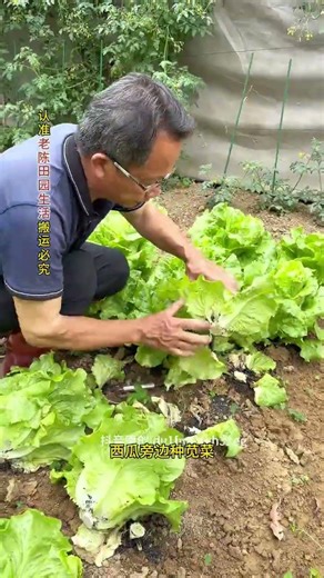 Learning intercropping when growing vegetables can make full use of space and also reduce