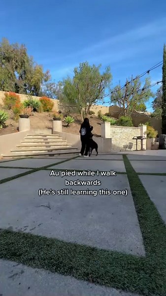 How I Train My Doberman—Tips Every Dog Owner Can Use