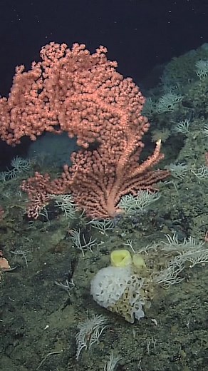 MBARI | Seamount with a view ✨⁠ ⁠ Davidson Seamount is an underwater mountain located offshore of Monterey Bay. Researchers from MBARI have... | Instagram
