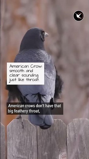 SOUND ID - Raven vs Crow