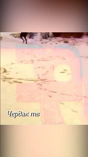 Wolves attack dogs and drag them away #animalshorts