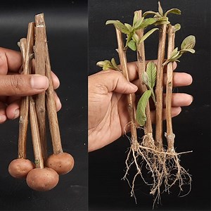 How to grow guava plant from cutting | Rana Craft