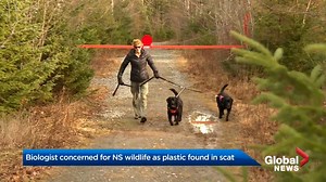 Plastic found in wildlife poop ‘doesn’t surprise’ wildlife biologist