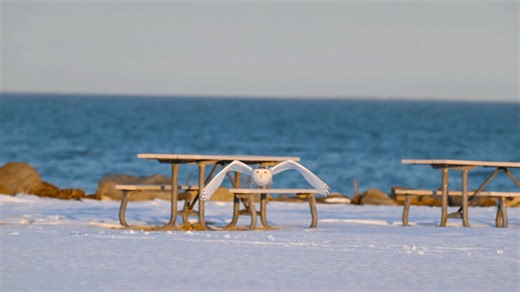 Owl Glides Over Snow-Covered Coast in Stunning Footage