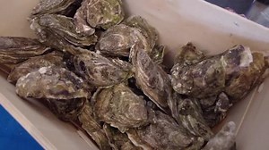Transforming oyster shells into a bio-alternative concrete